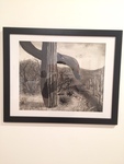 Heather Parsons: Welcome Saguaro, India Ink - Julie Shipp, Drawing I