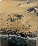 Sand Dunes, Seals, and the Sea Atlantic Coast, Namibia by Rajashi Ghosh