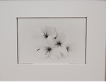 White Flowers - 2022 by Chiuhui Lin