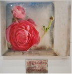 Pink Ranunculus - 2023 by Anna Fritzel