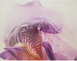 Purple Iris - 2023 by Anna Fritzel