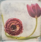 Tulip and Ranunculus - 2021 by Anna Fritzel