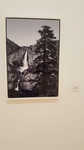 Suad Bejtovic- Yosemite Falls and Pine. Photographic Print on Metal 24 x 18- 2010