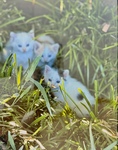 Splendor in the Grass by Rainer Bantau