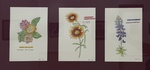 There’s No Place Like Home Native Tx Wildflowers by Avery Blair